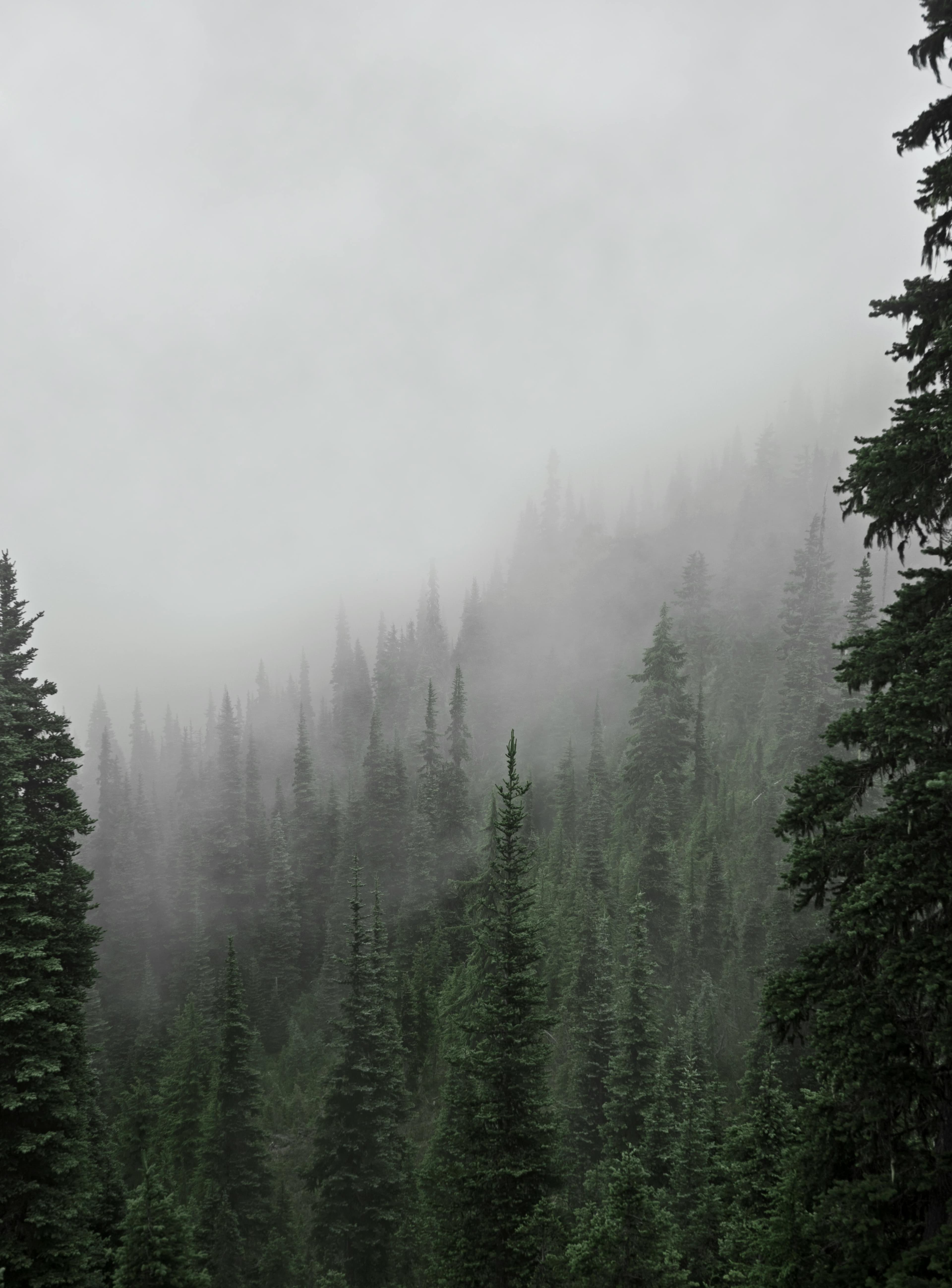Pacific Northwest pines in fog