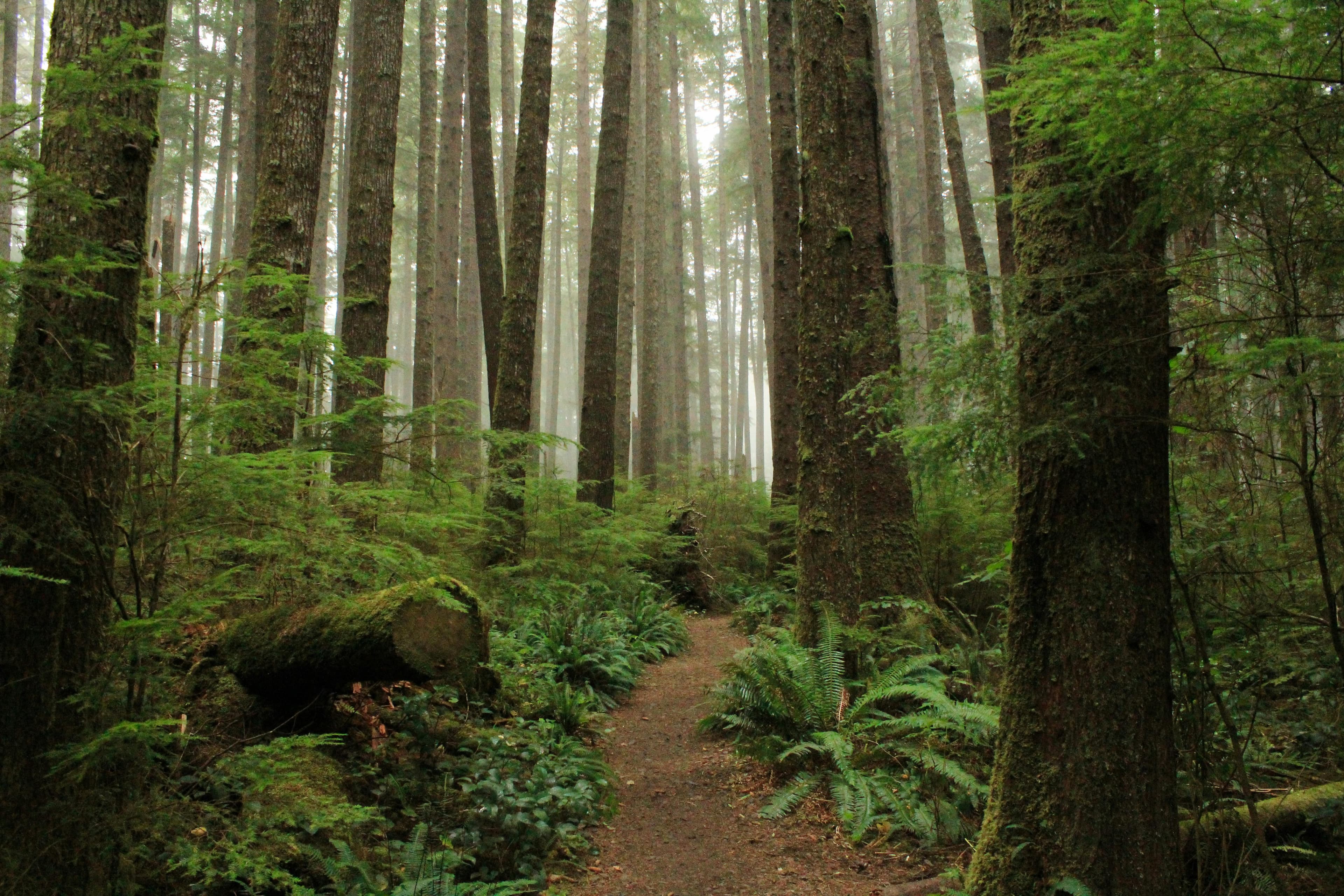 Pacific Northwest old-growth forest path